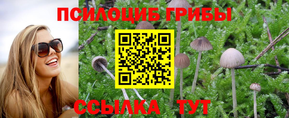 Обнинск  Галлюциногенные грибы Psilocybine cubensis  Вход с VPN  Псилоцибиновые грибы Psilocybine cubensis 